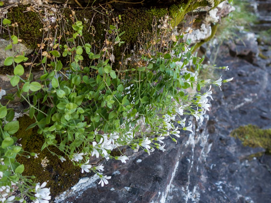 Arenaria bertolonii / Arenaria di Bertoloni